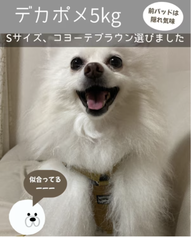 デカポメ5kgたんぽぽ